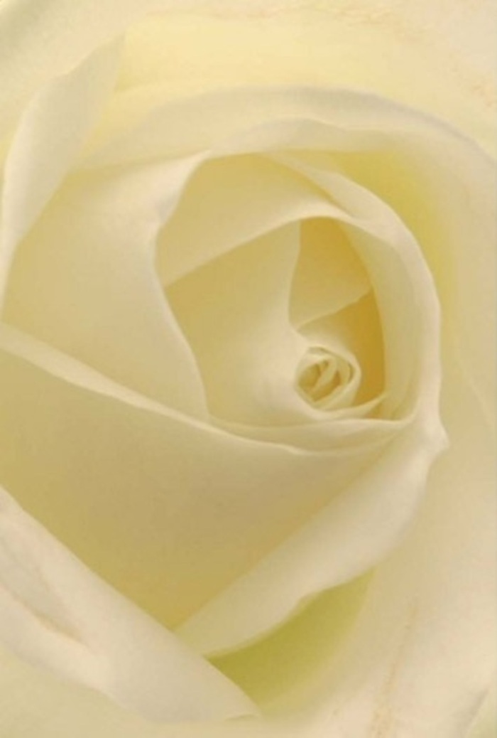 To gaze closely into this classical white rose is to experience a fleeting sense of serenity-a tranquility that mirrors the gentle flow of life along the Thames in Battersea. Each petal, delicately spiralled at the core, ripples outward in shades of soft white and muted cream, as if the flower itself glows with its own inner light. Stubtle gradations in colour and shadow play across the velvet-like surface, creating a nuanced and harmonious whole. The composition evokes sophistication and peace: perfect for a heartfelt gift at a riverside gathering, an elegant centrepiece for a Battersea wedding, or a thoughtful gesture sent across Clapham Junction. There's a pure resilience beneath its fragile exterior, a natural artistry evident in every fold and curl-qualities intrinsic to the hands that prepare such arrangements daily for their neighbours. The imagined fragrance is clean, gentle, and reassuring-a floral comfort perfectly suited for commemoration, apology, or significant celebration. As a florist in Battersea, I believe this rose speaks quietly yet powerfully, carrying the spirit of the area and the refined care of local expertise in every petal.